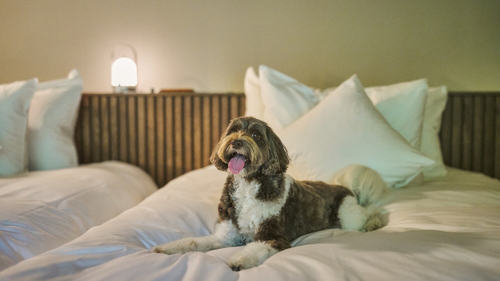 【滞在イメージ】ペットフレンドリールーム