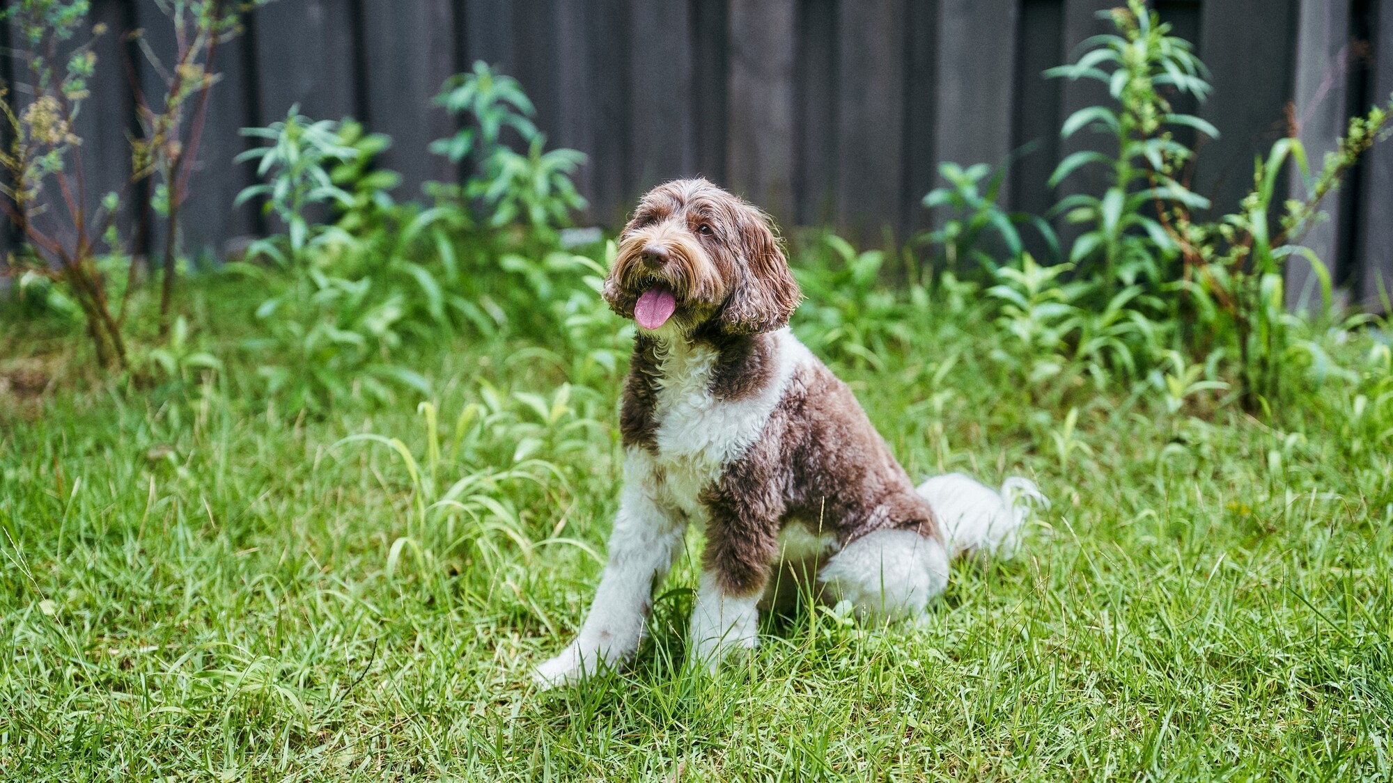 【滞在イメージ】ペットフレンドリールーム