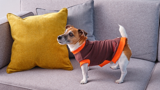 【ペットと一緒にうめきた公園＆大阪駅前のホテルで遊ぶ！】ペットフレンドリープラン