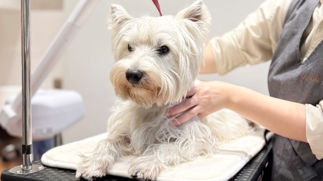 【ペットと一緒にうめきた公園＆大阪駅前のホテルで遊ぶ！】ペットフレンドリープラン