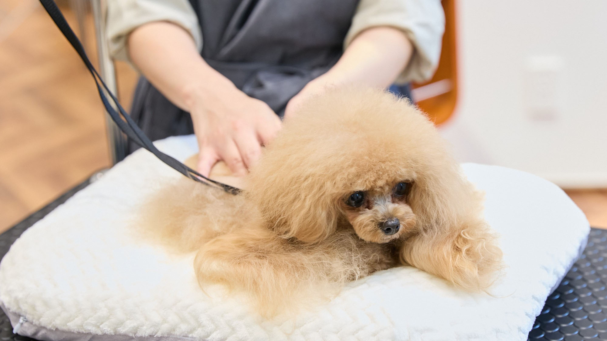 ペットフレンドリープラン