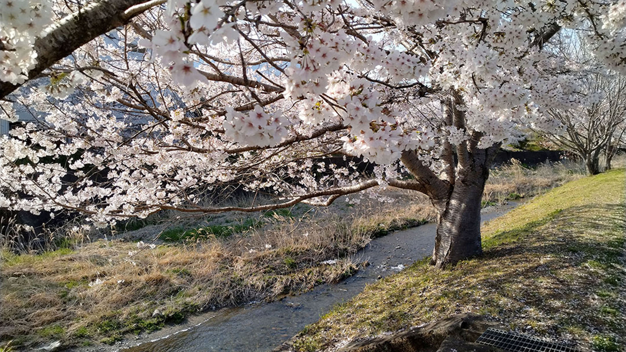 橋本川と桜