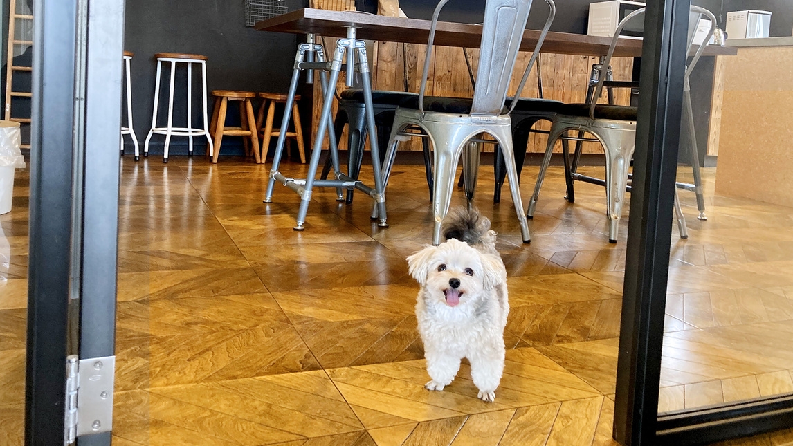 【5月22日（金）宿泊限定　ワンちゃんアーリーチェックイン特別プラン】12:00〜 チェックイン