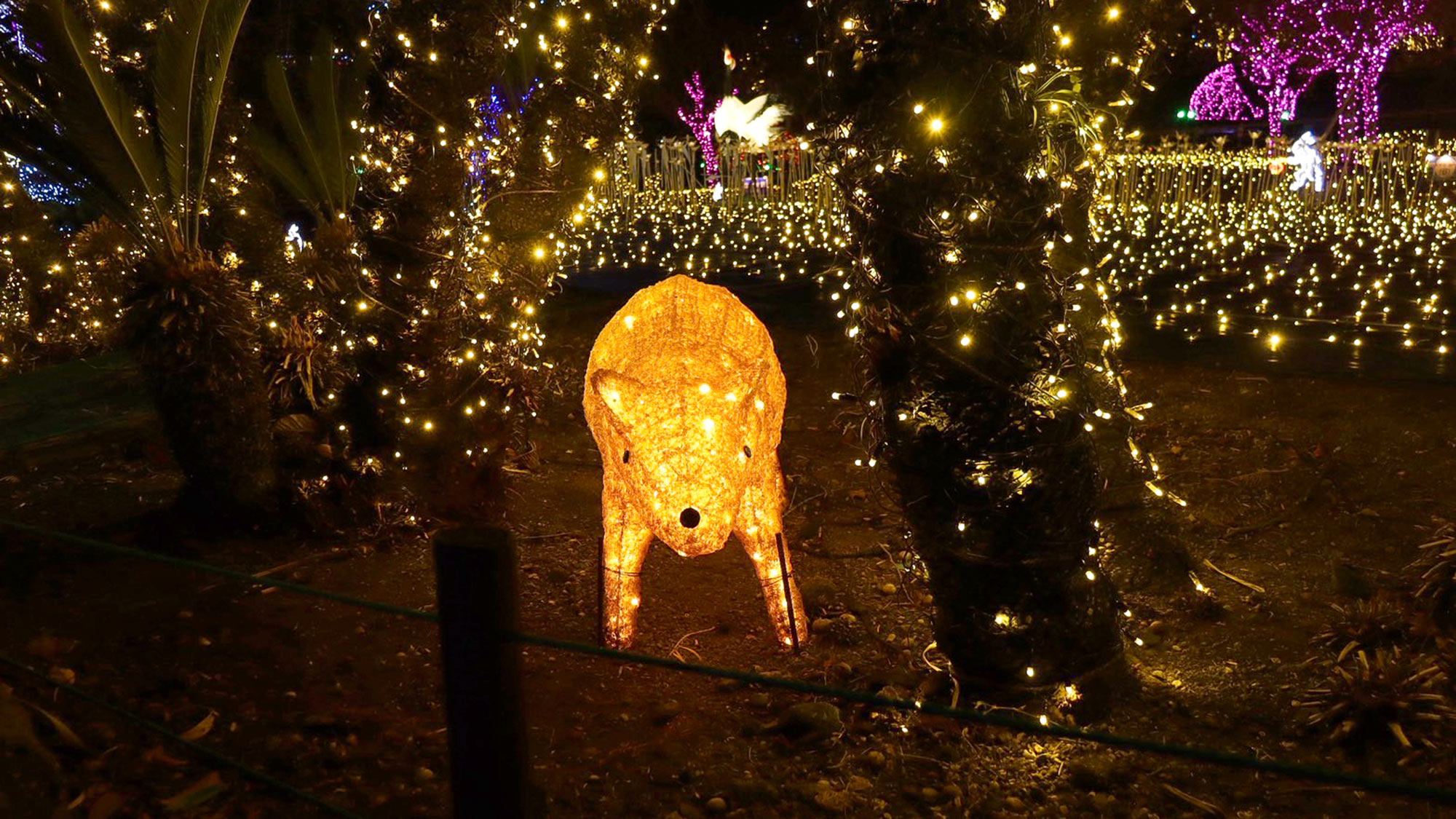 ・【伊豆高原グランイルミ 】光の動物が住む光の森の中は歩くだけで心が弾みます