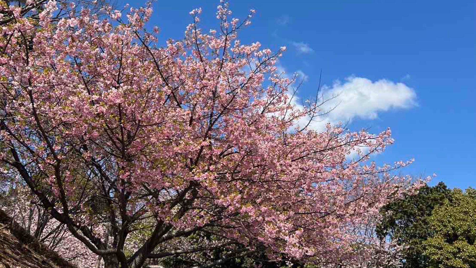 ・【伊豆高原の桜】3月〜4月にかけて伊豆高原では毎年多くの桜が人々の目を楽しませます