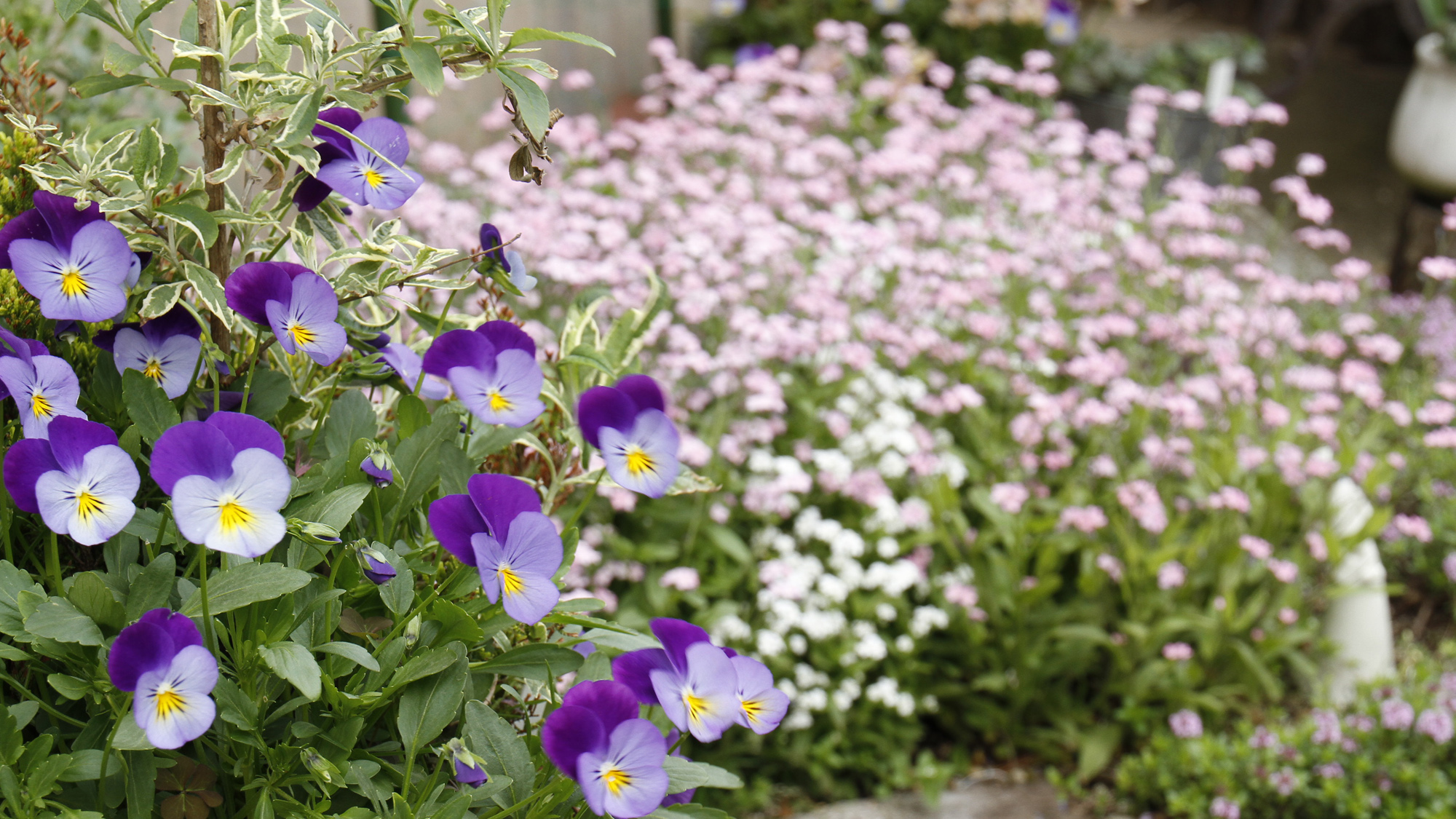 ≪外観≫色とりどりの花♪