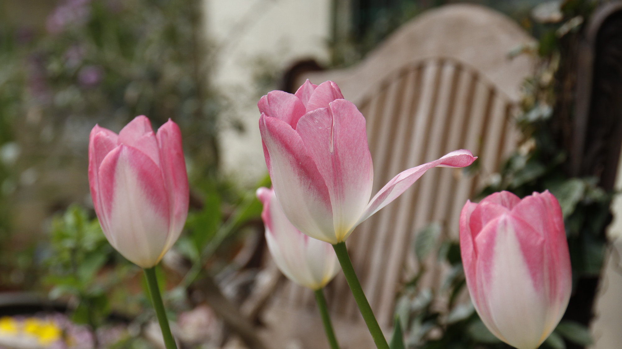 ≪外観≫色とりどりの花♪