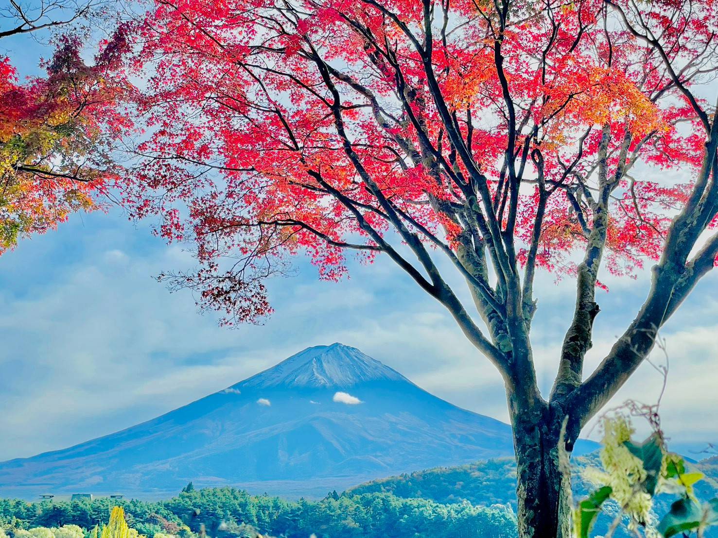 紅葉と富士山