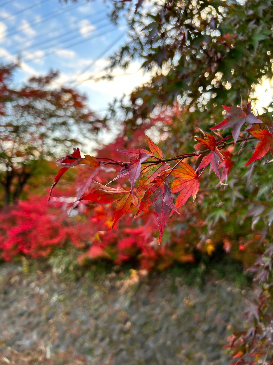 紅葉祭り会場の様子