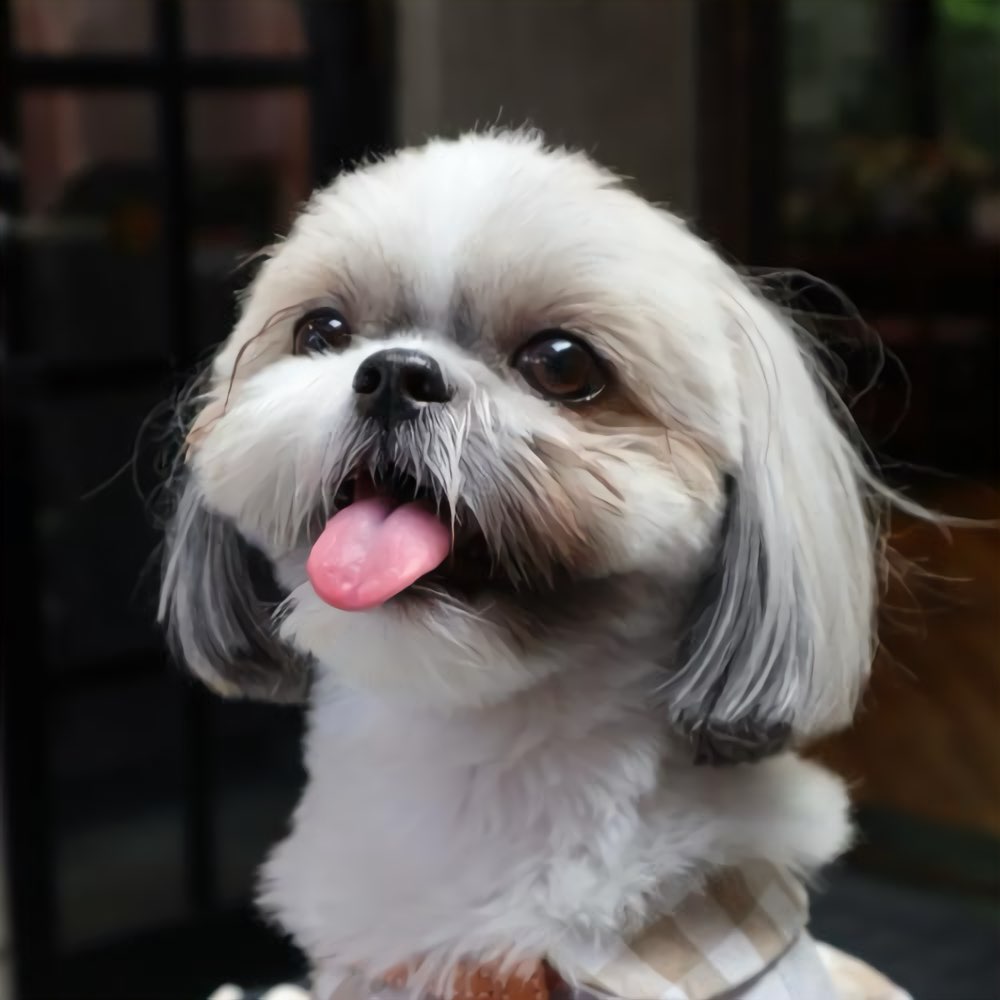 看板犬くぅちゃん