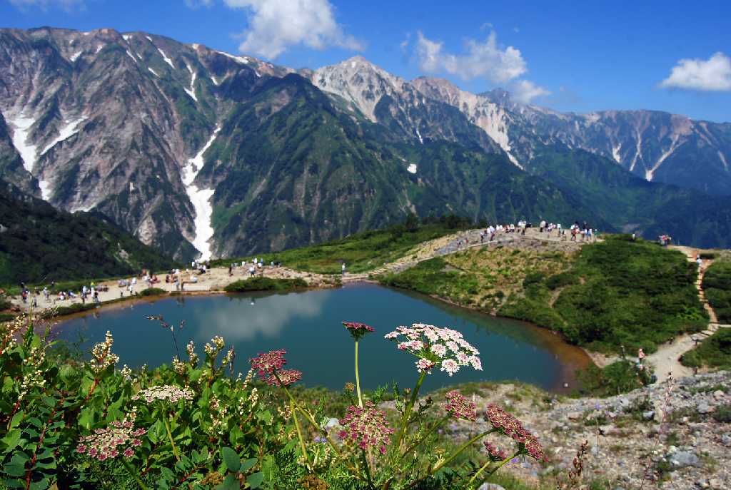 八方池と高山植物