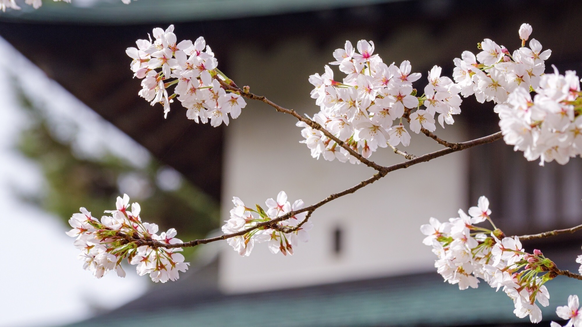 【春限定】SAKURA Signature Stay さくらスパトリートメント＆さくらカクテル付き＞