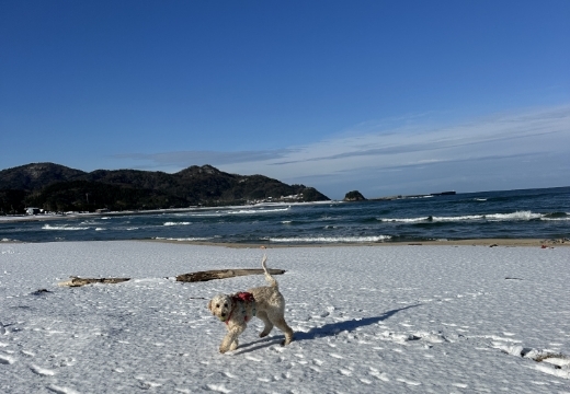 1日1組限定のプライベートヴィラ、愛犬とのびのび■海とコンビニ徒歩5分■3頭まで無料■大型犬可■禁煙