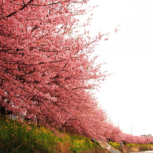 ＜春のお花見と嬉しい特典付＞伊豆・河津桜まつり＆菜の花まつりプラン