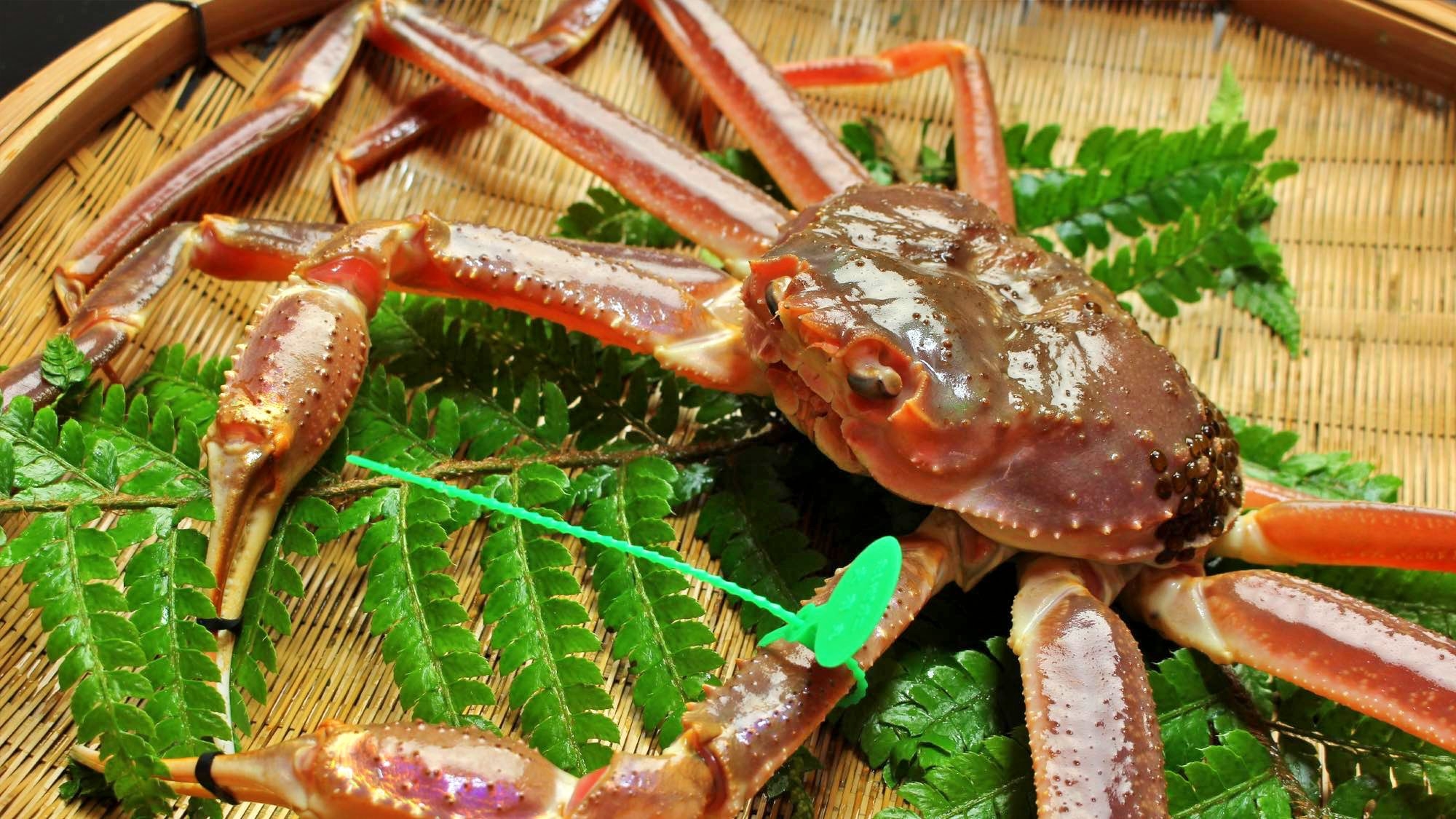 【間人ガニプチフルコース】活間人ガニ1杯。沢山は食べられないけど美味しい蟹が食べたい方｜極コース適量
