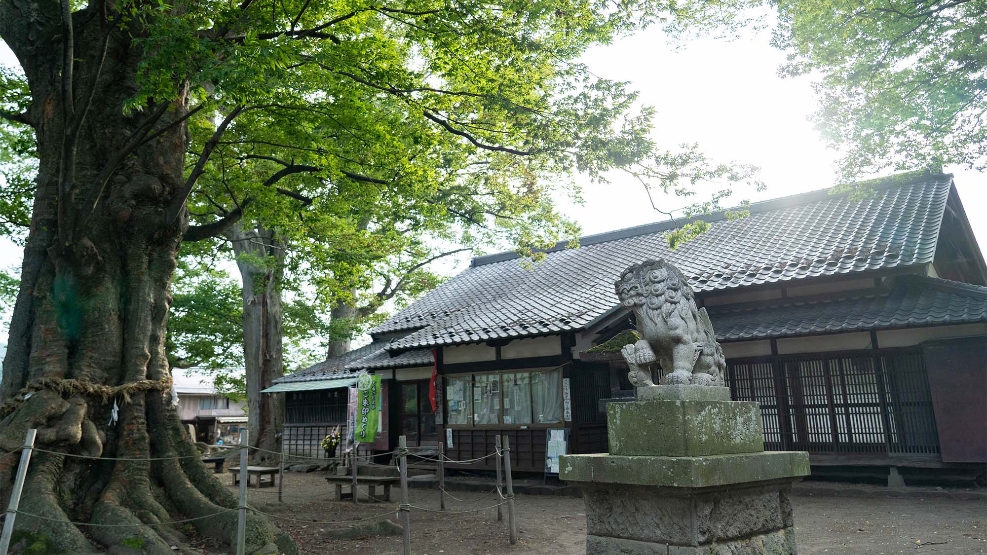 ・【白鳥神社】樹齢700年以上の御神木が時の雄大さを伝えています