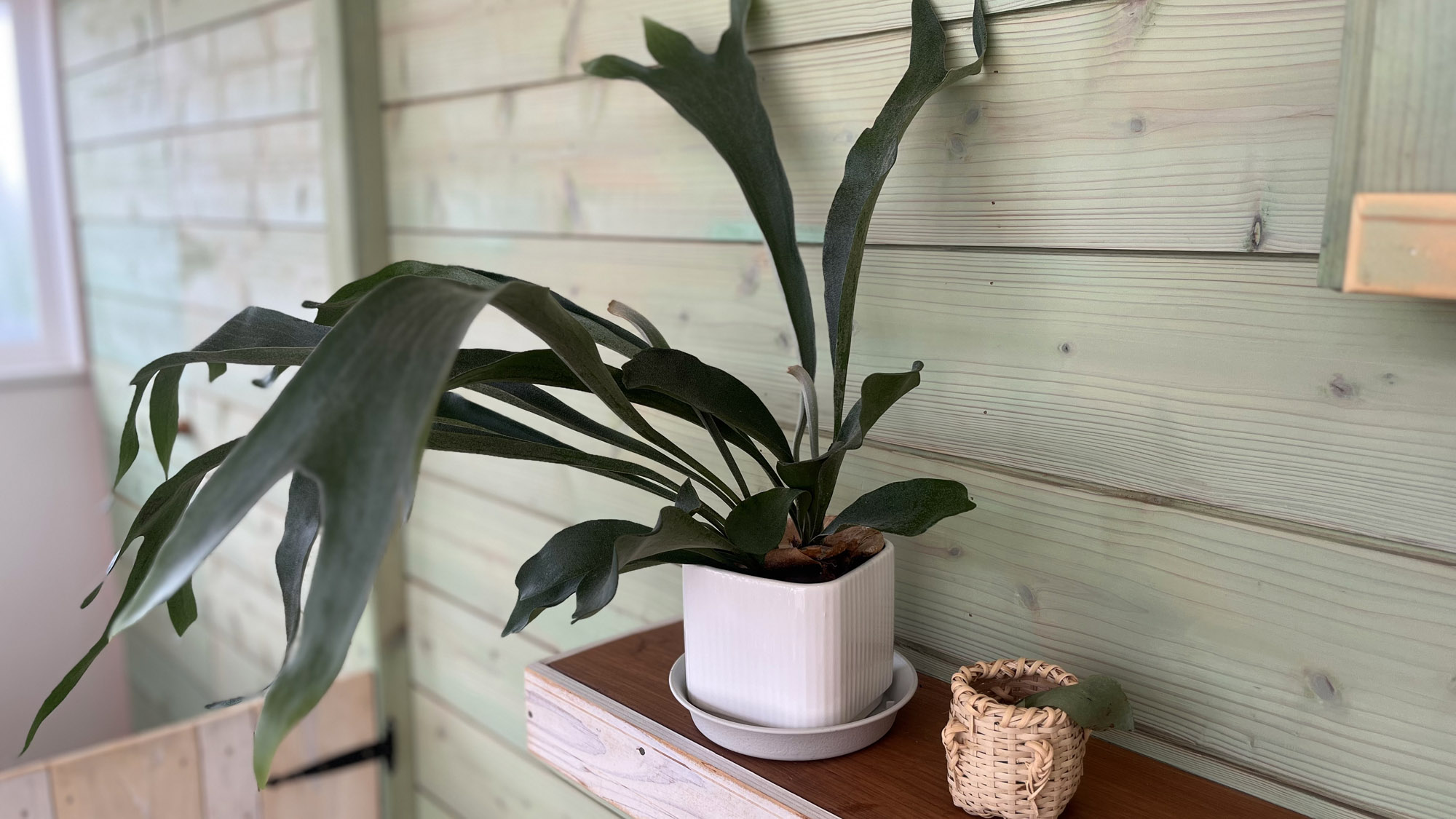 【館内】節々にいる緑たちに癒されてください♪