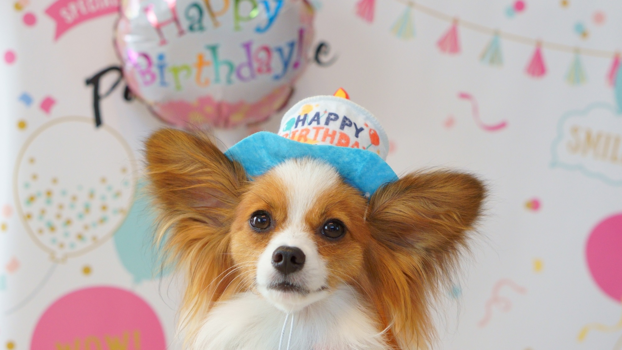 【記念日】わんちゃんが主役！愛犬とグルメを愉しむ／選べるおもちゃ＆食事アップグレード＜■特選鍋会席＞