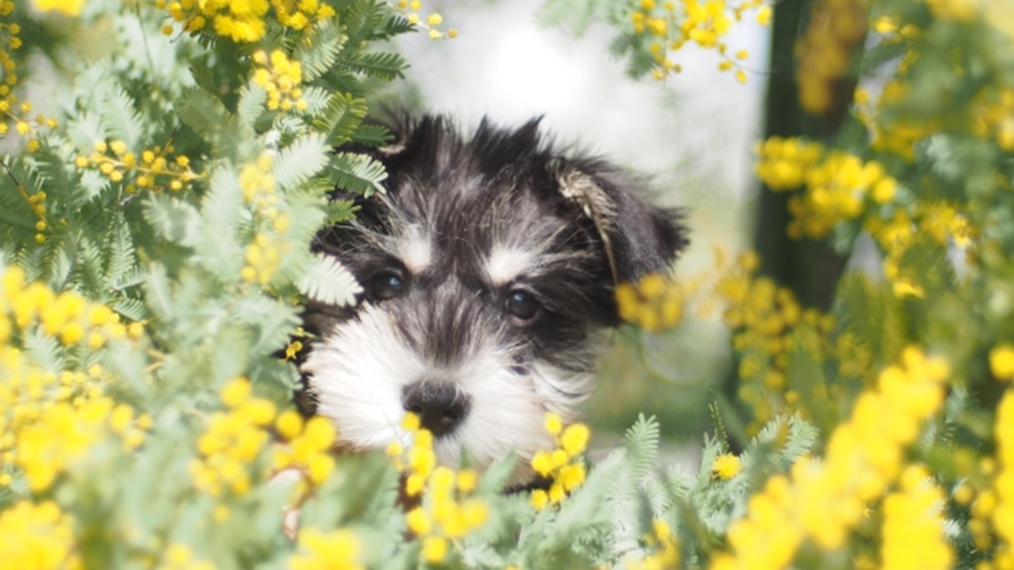 【GW×早期割】愛犬と愉しむ温泉×食事を満喫！早期予約でお二人で最大4，400円引き＜□特選鍋会席＞