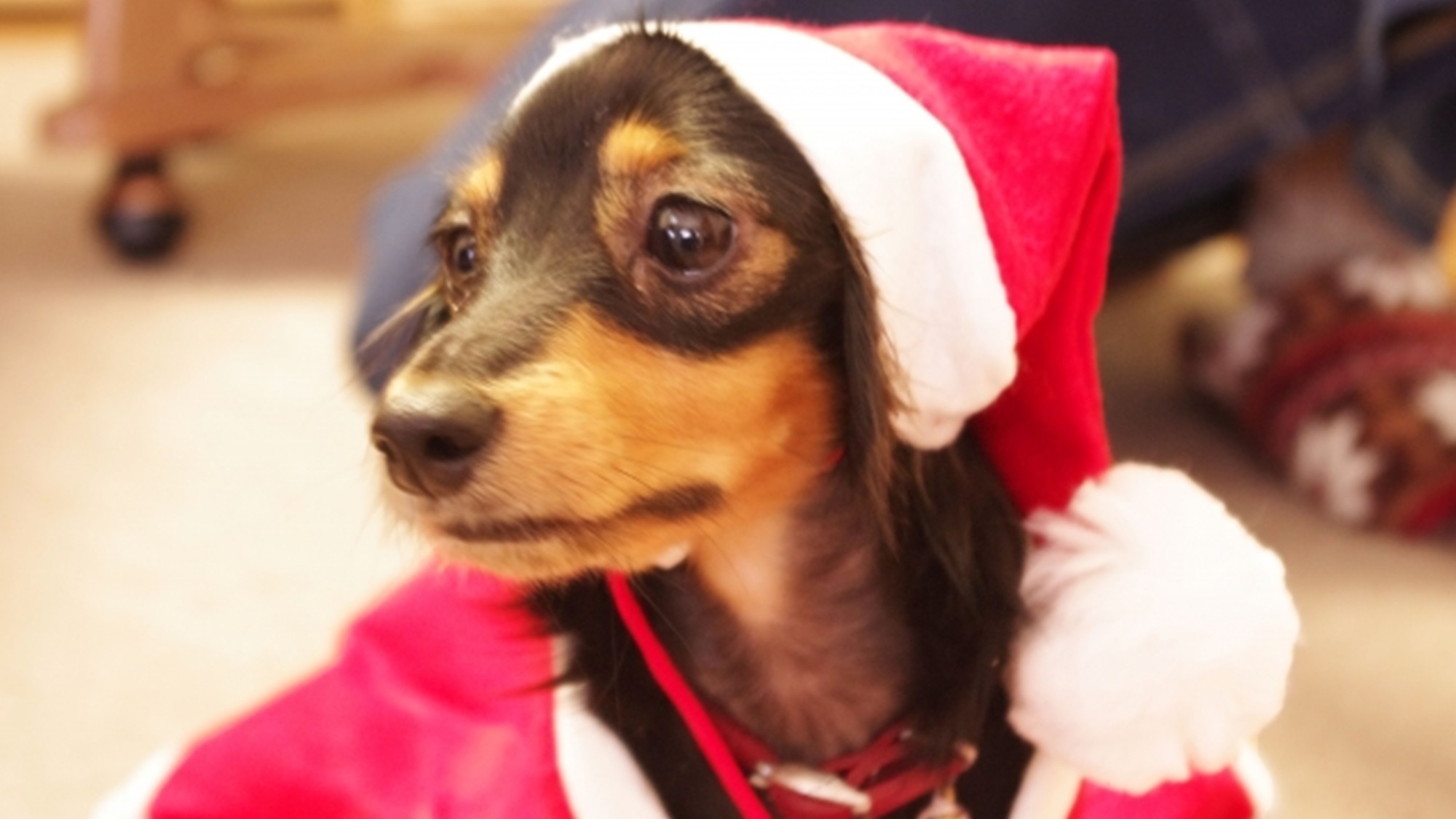 【クリスマス】ゆるり箱根で過ごす特別な温泉旅／愛犬用ケーキ＆おもちゃ特典付き＜★基本鍋会席＞