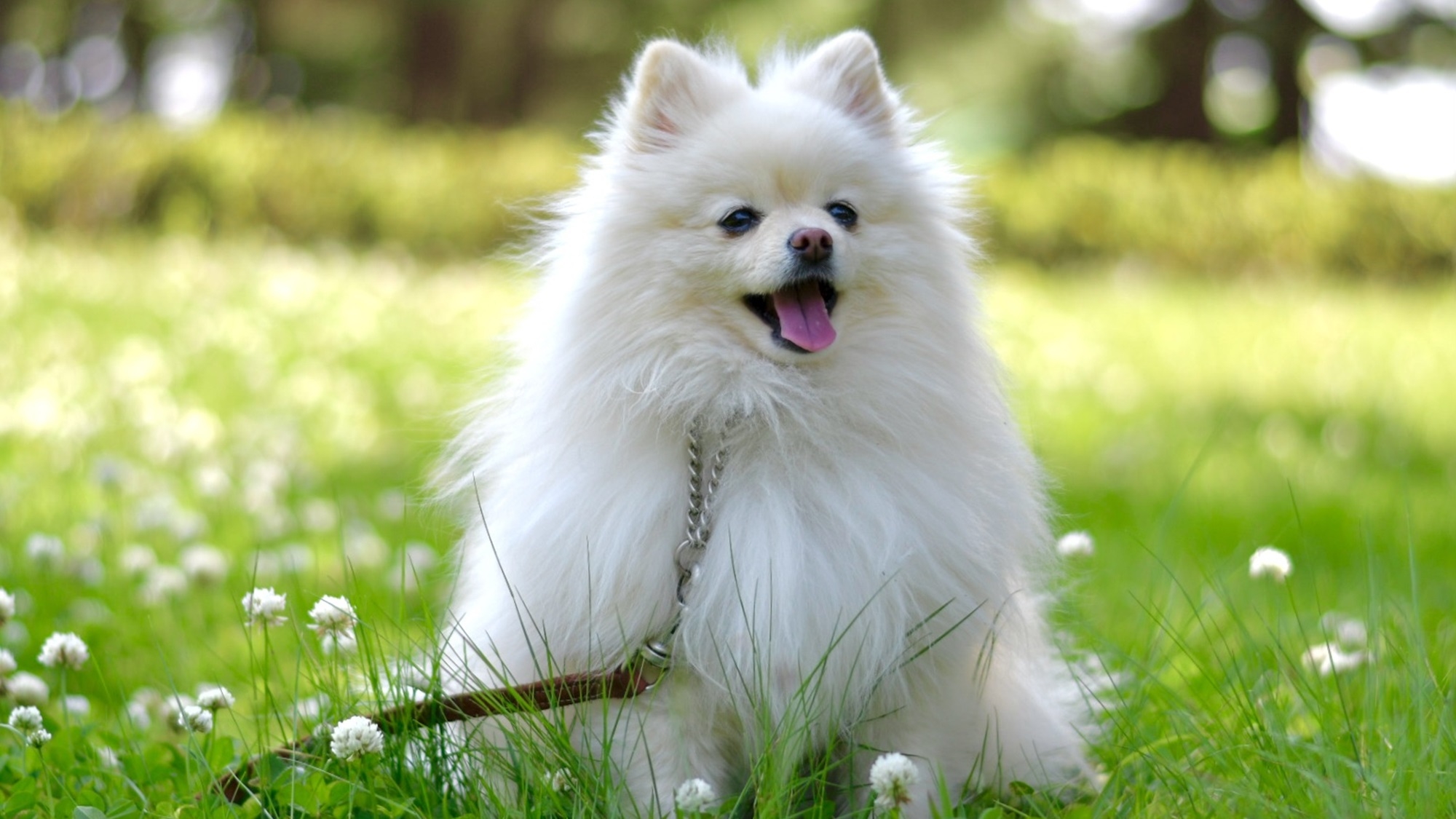 【GW×お部屋食】≪5/2-5/5限定≫愛犬とおこもり旅で旅行デビュー応援＜□特選鍋会席／お部屋食＞