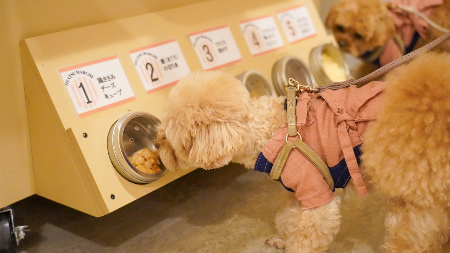 【15％OFF】【楽天スーパーSALE】期間限定でオトク／ワンだふるな箱根ほっこり旅＜■特選鍋会席＞