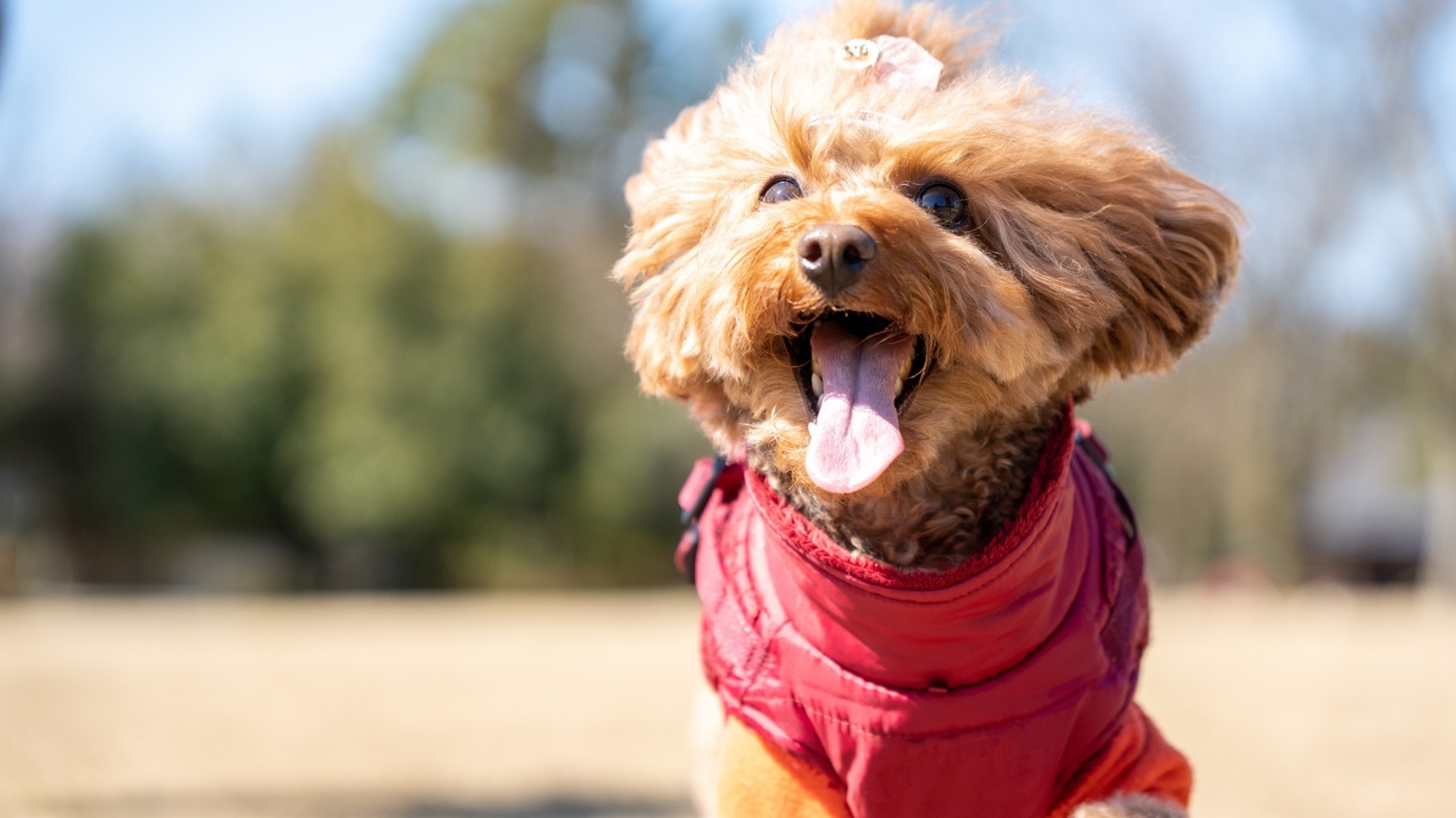 【旬の旅SALE】《最大20％OFF》わんちゃんと一緒にのんびり贅沢な癒しのひととき＜■特選鍋会席＞