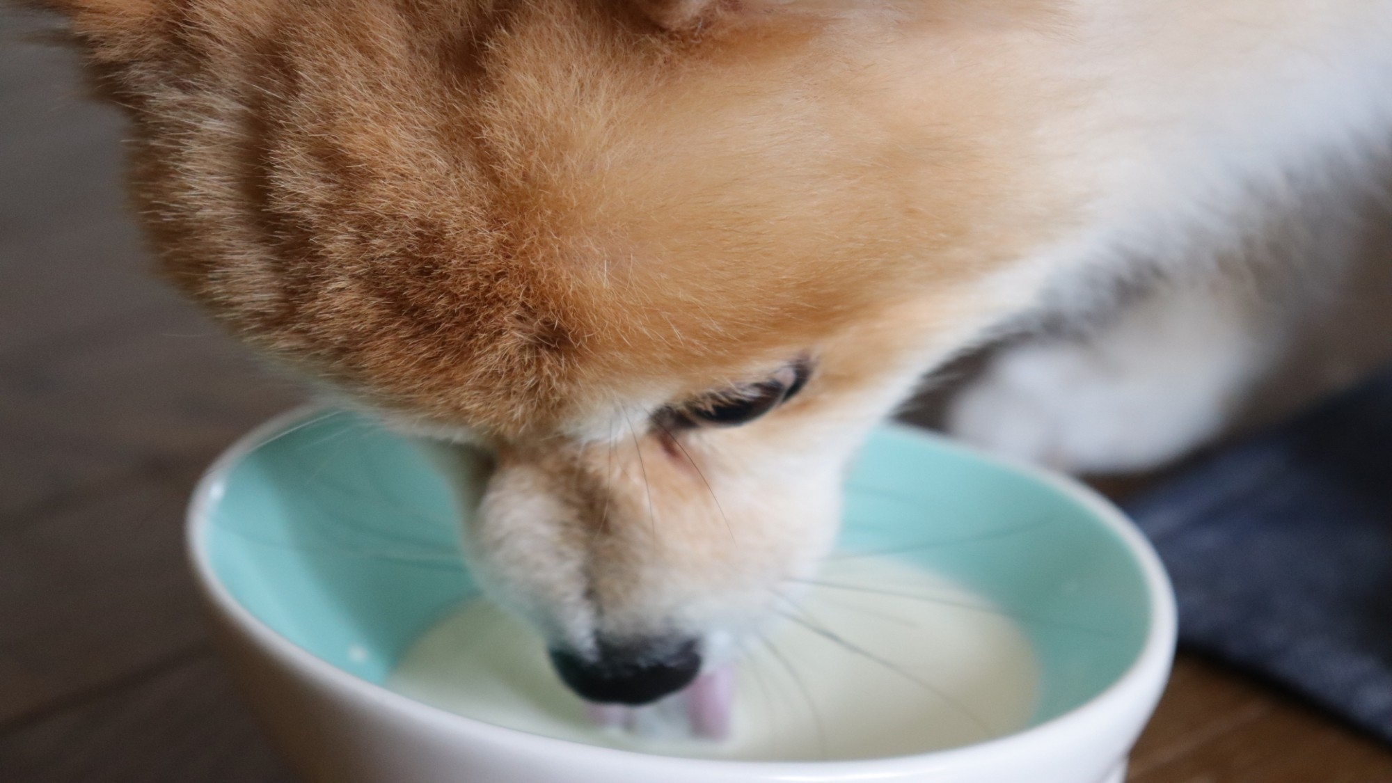 【GW×早期割×お部屋食】早期予約でお二人で最大4，400円引き＜□特選鍋会席／お部屋食＞