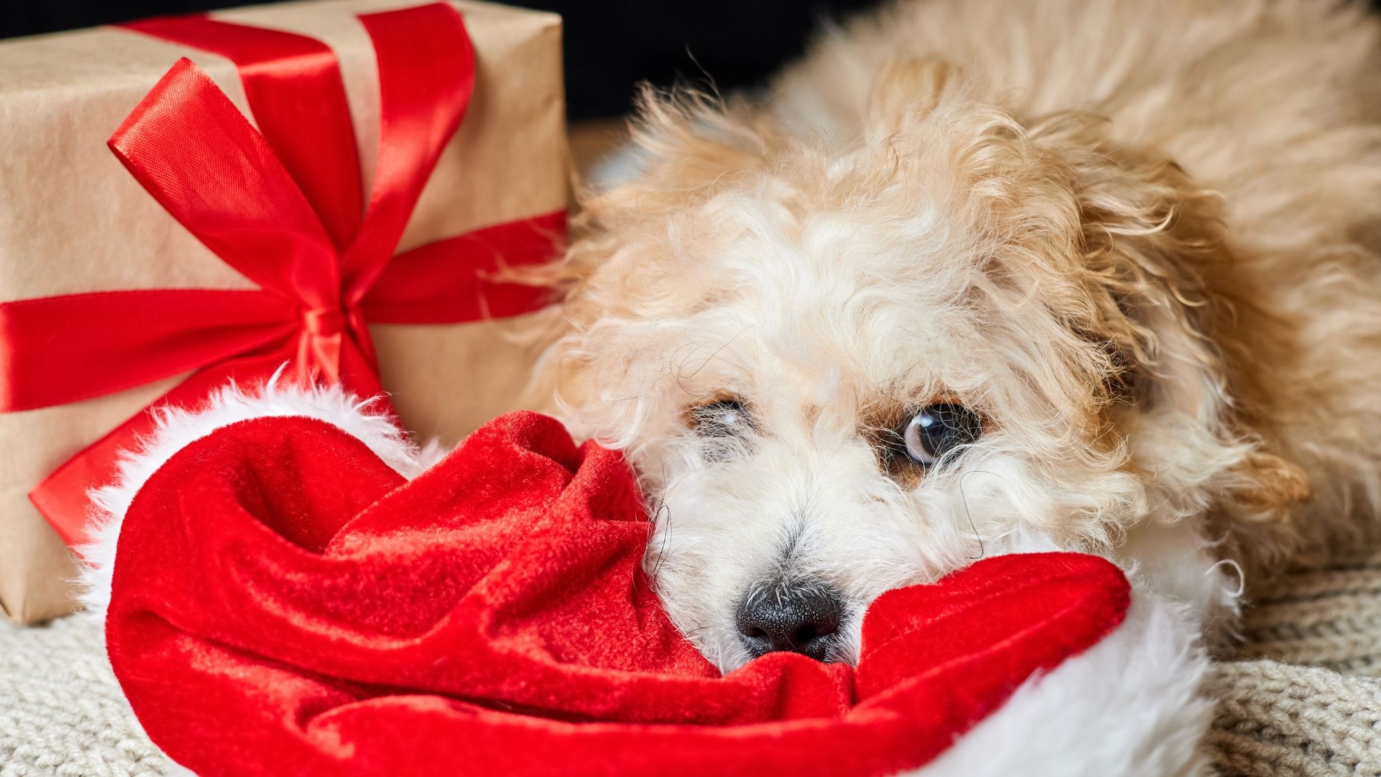 【クリスマス】ゆるり箱根で過ごす特別な温泉旅／愛犬用ケーキ＆おもちゃ特典付き＜★基本鍋会席＞