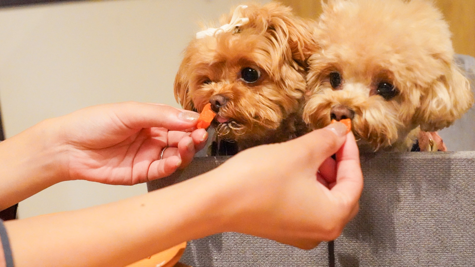 【レストラン】お食事はみんなで一緒に