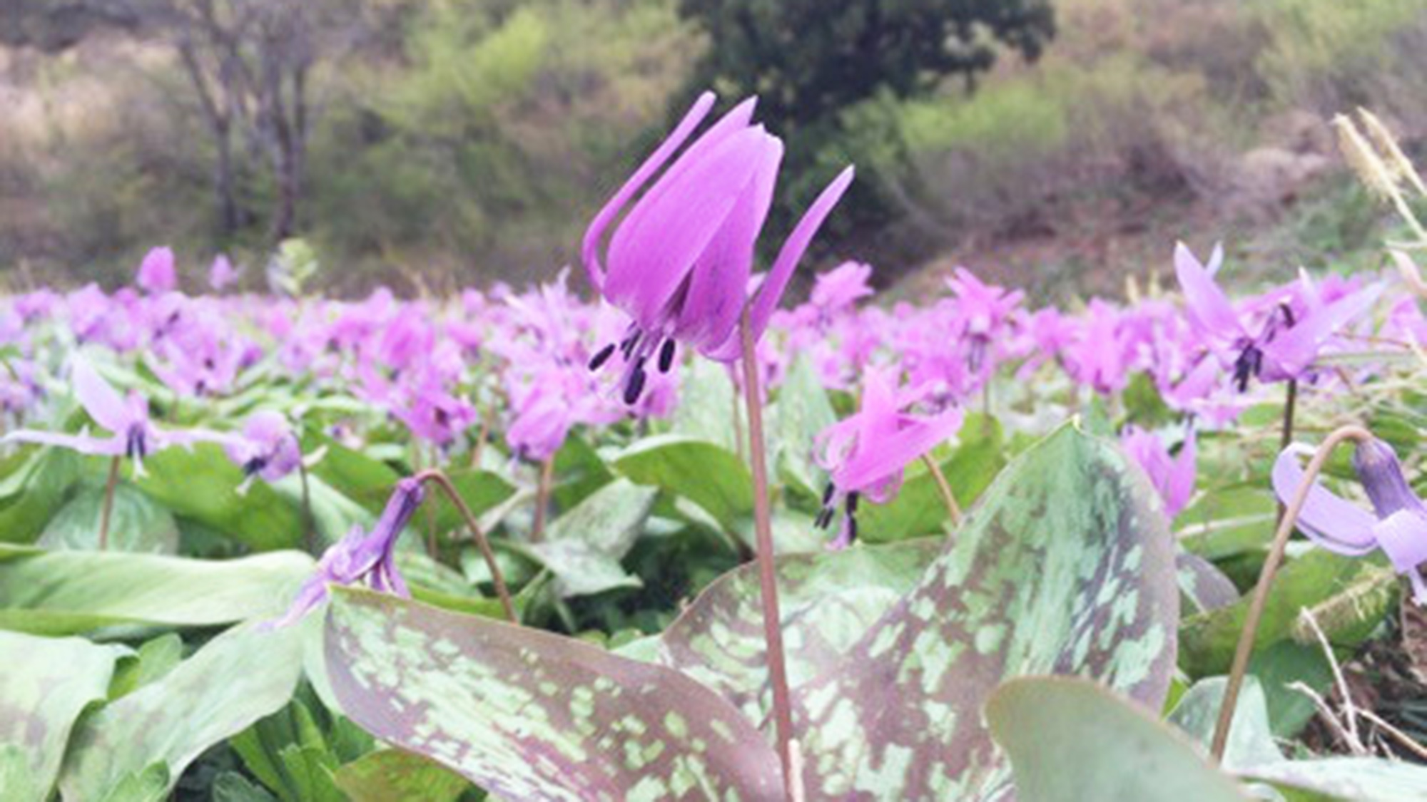 【周辺】八海山では可憐なカタクリの花が咲き誇ります。見頃は雪解け後すぐの4月上旬～5月中旬です