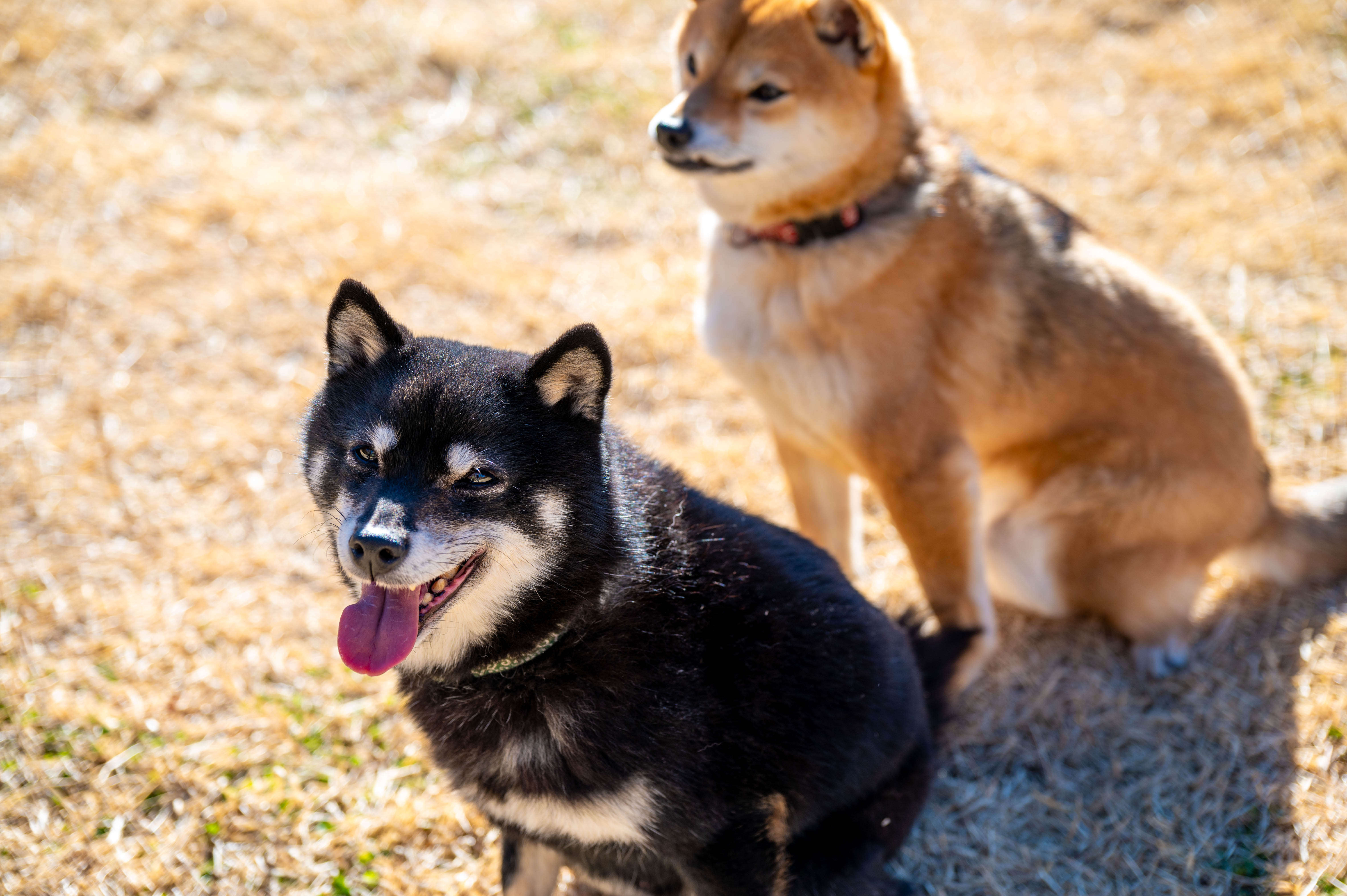 共有ドッグランイメージ