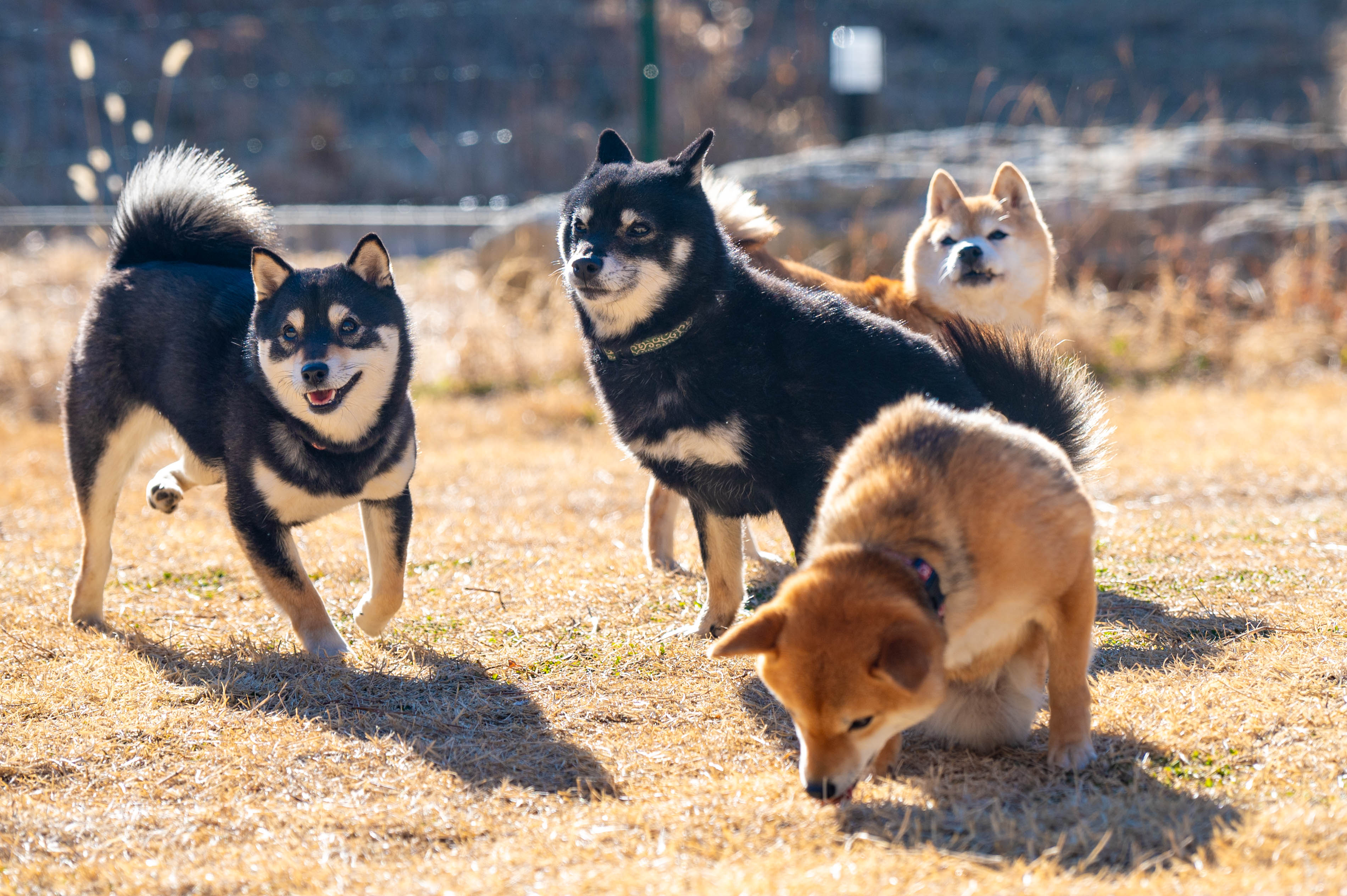 共有ドッグランイメージ