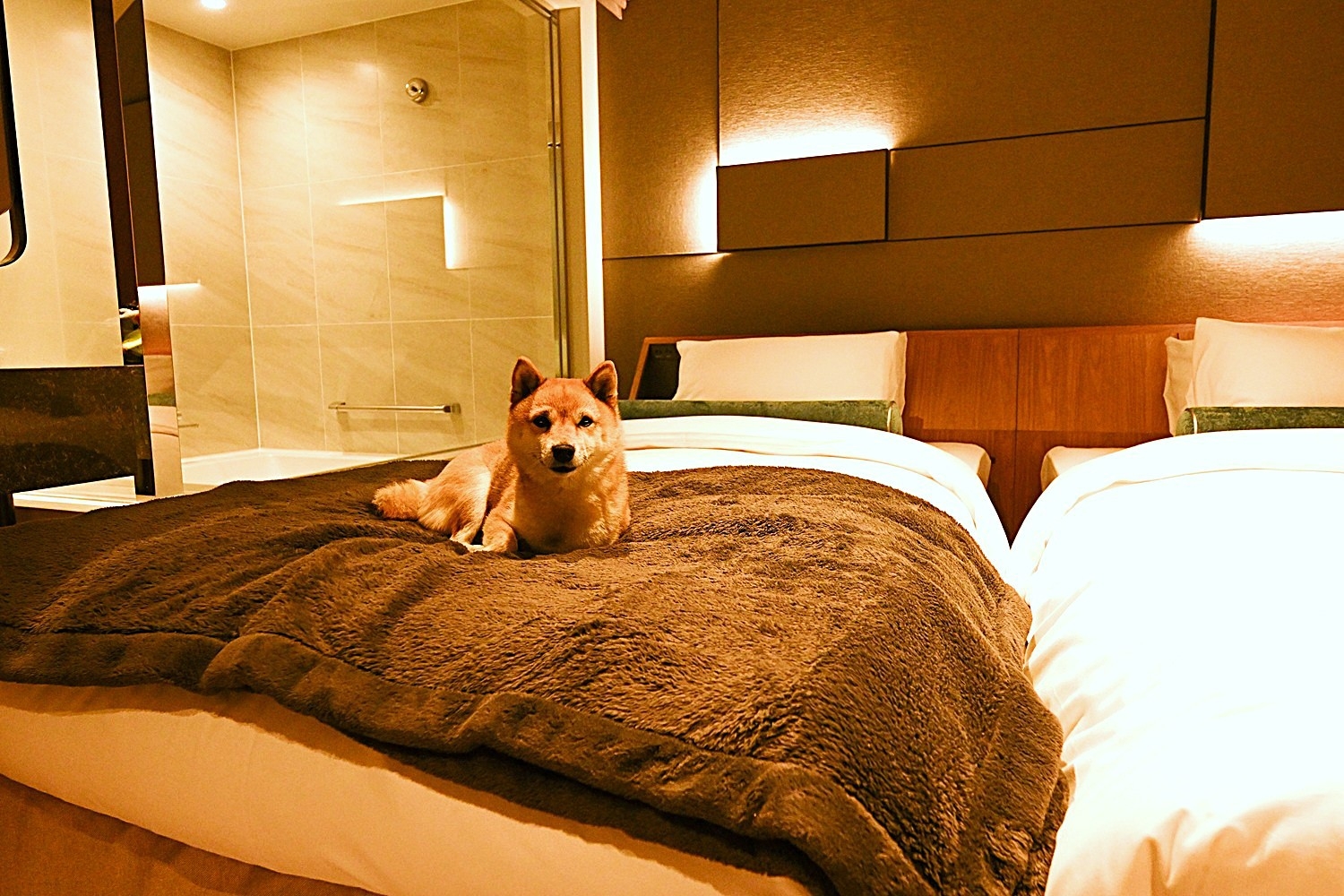 【ペットフレンドリー】愛犬と一緒に過ごすグリーンシーズン限定プラン （朝食付き）