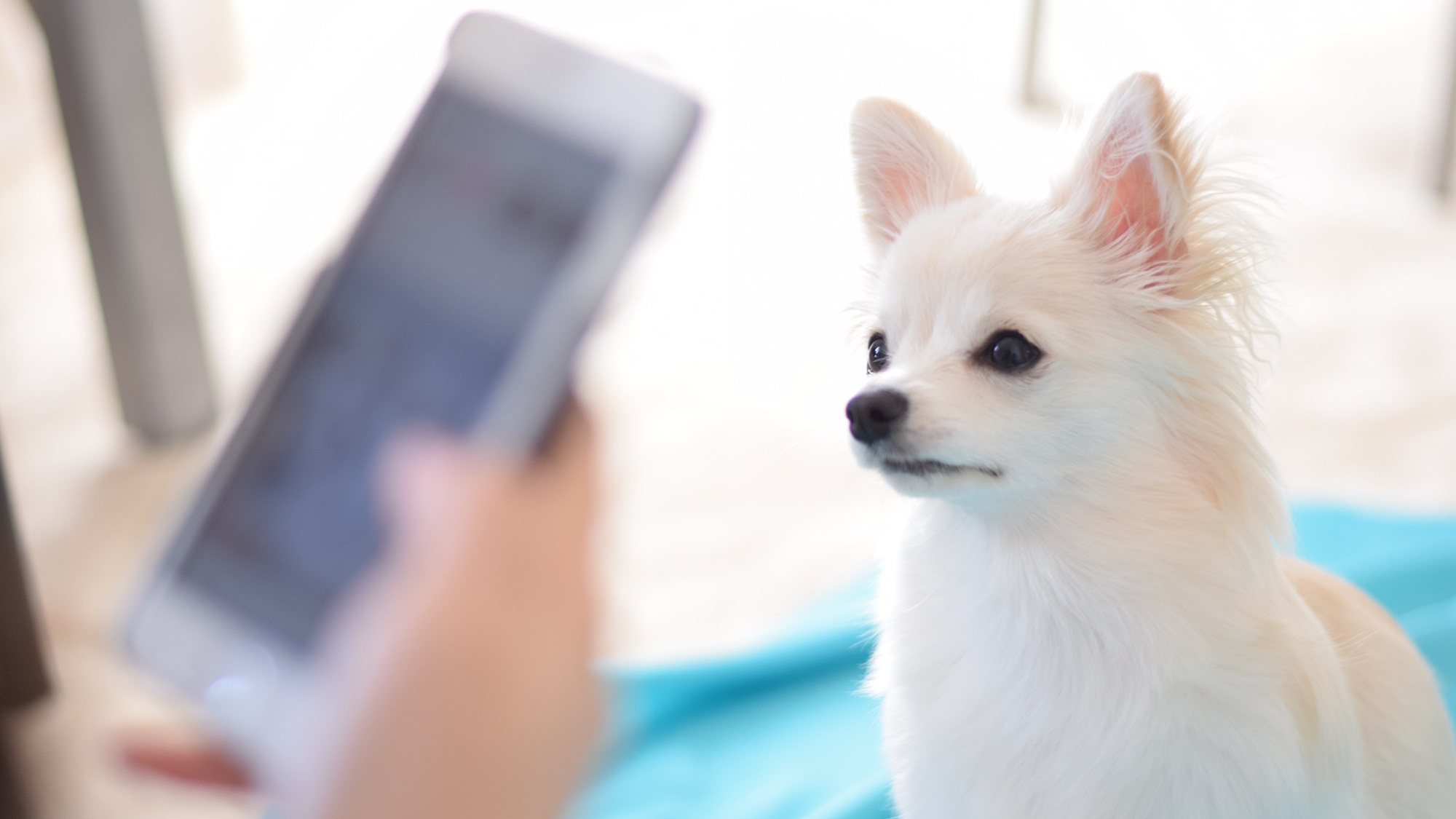 【楽天限定／生ビールorアイス付特典】ペット歓迎！滞在中の口コミ投稿で貰える／素泊まり