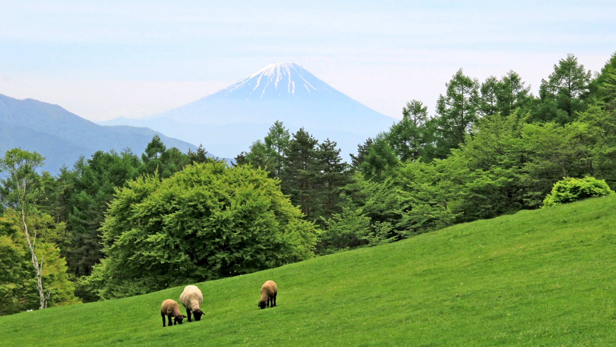 【八ヶ岳】長野から山梨に連なる日本百名山のひとつ