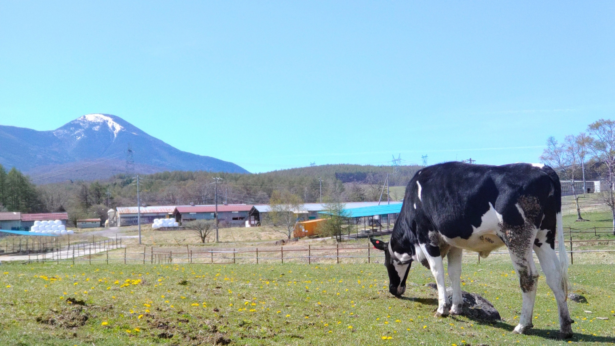 【長門牧場】広大な牧草地で飼育されている乳牛の新鮮な生乳が楽しめます（当館より車で25分）