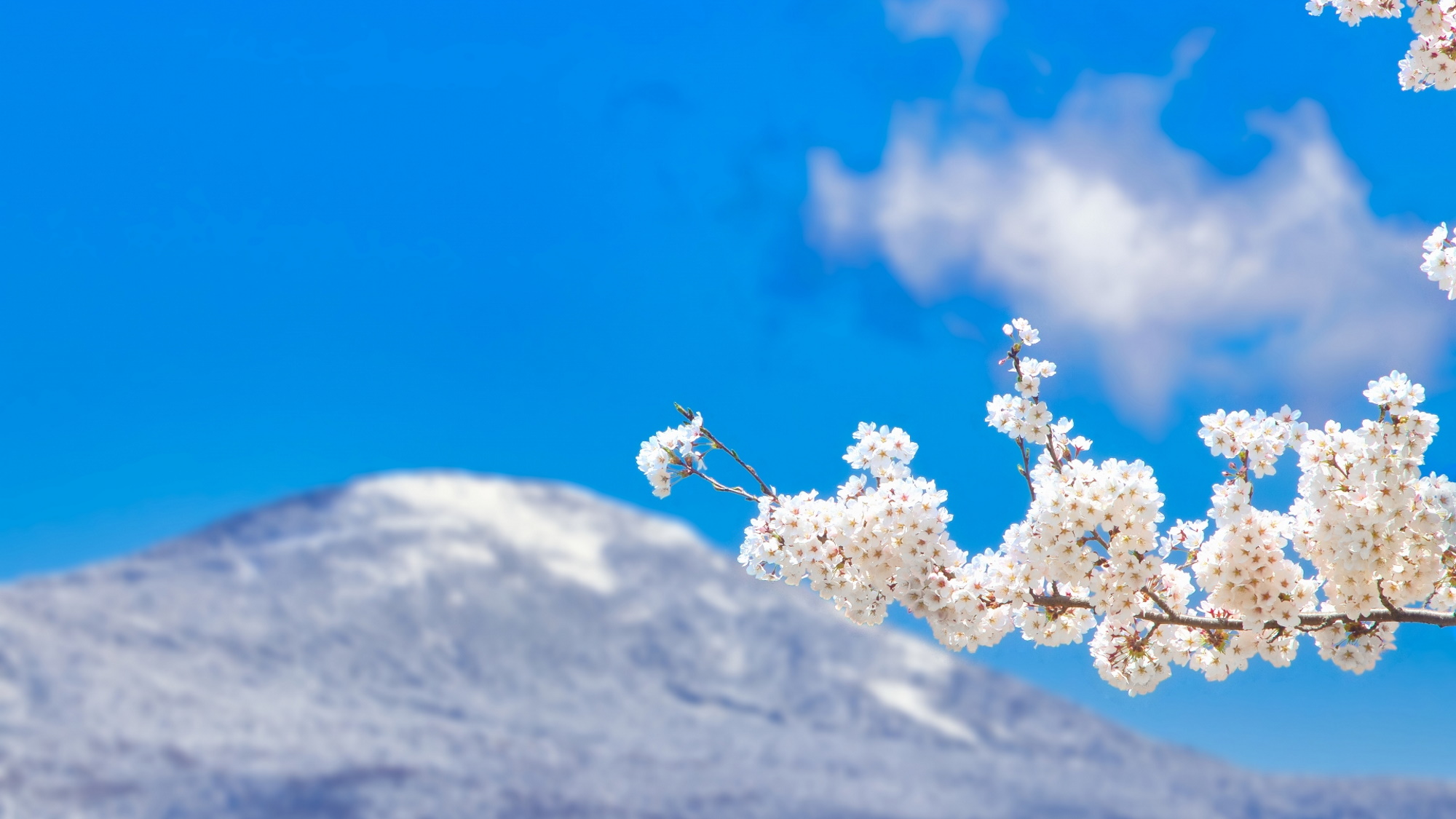 【桜】八ヶ岳は平地が桜の散った5月下旬から6月中旬頃までが見頃