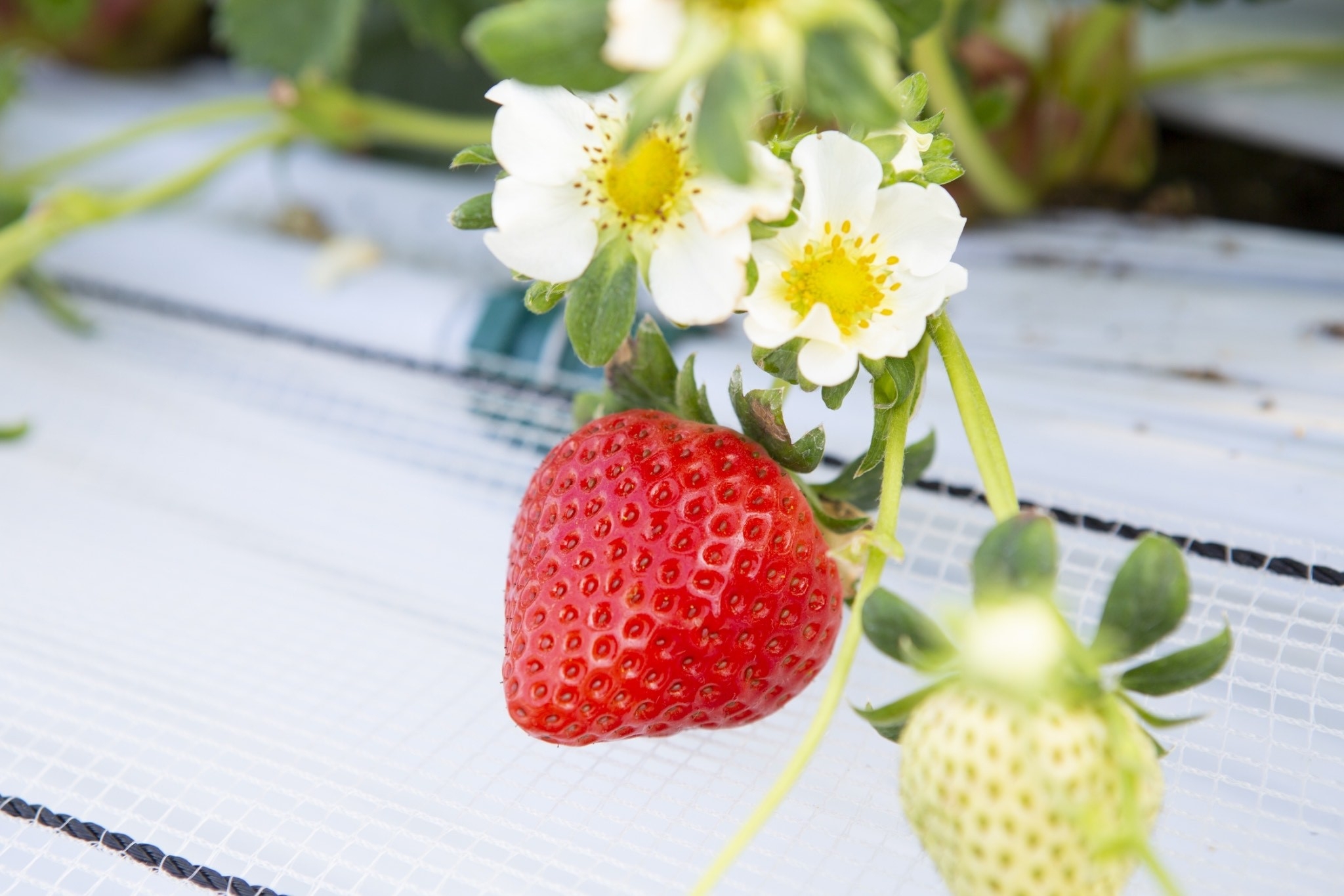 【たっぷり2時間！！5品種のいちご狩り付き】小塩の灯り「石垣の別荘」素泊まり（食材持ち込み可）プラン