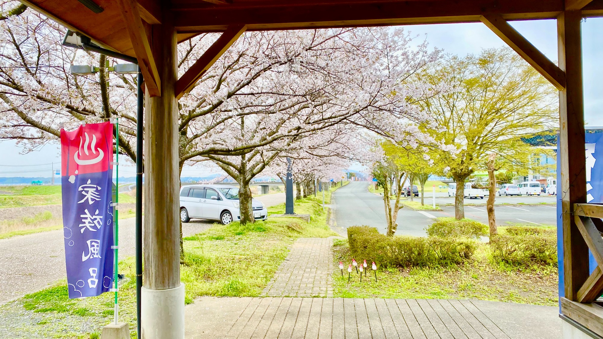 満開の桜と穏やかな川の流れが、心を和ませます 