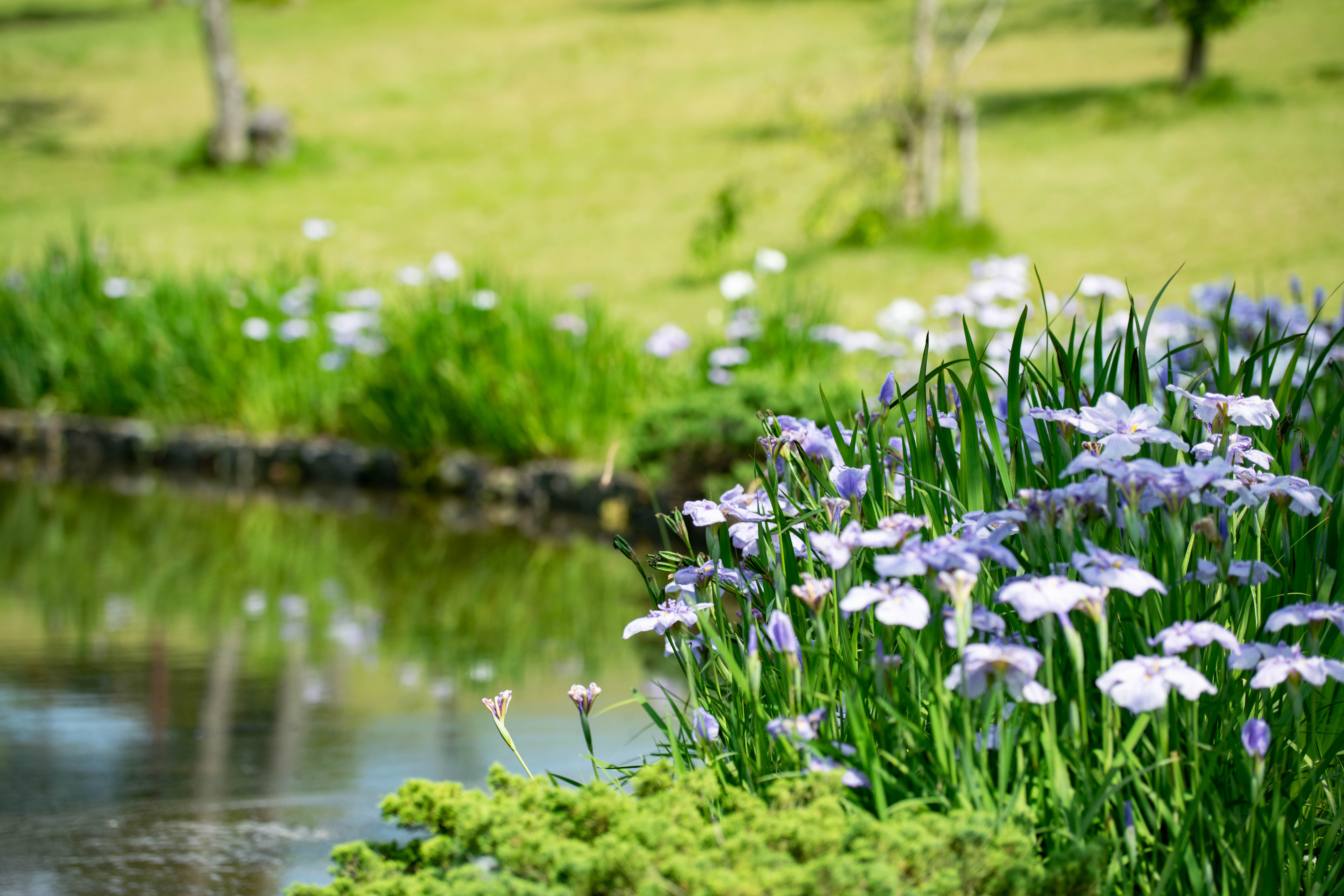 【みなみかた花菖蒲の郷公園】　登米市