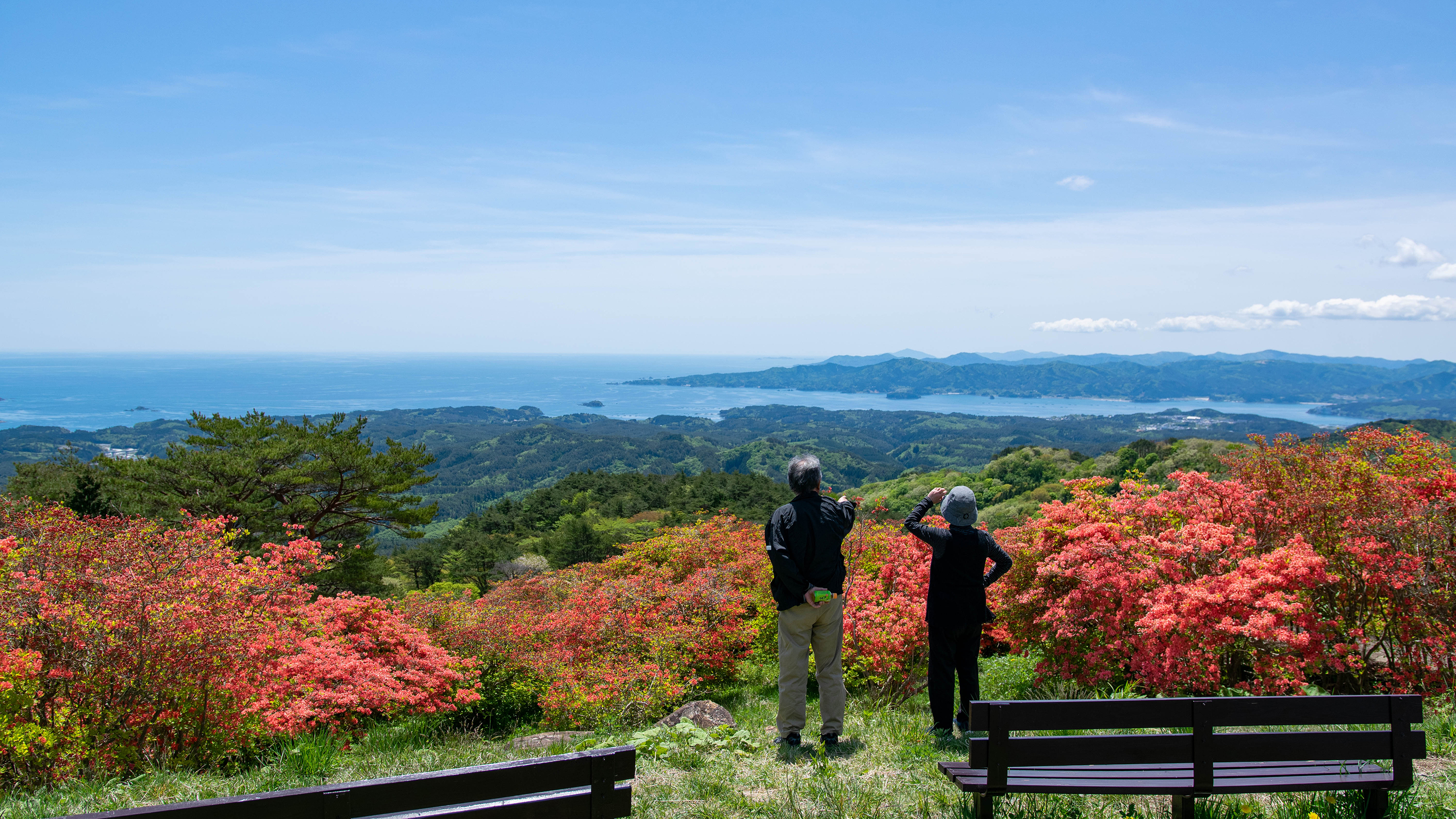 例年5月中旬から下旬にかけて咲き誇るつつじ