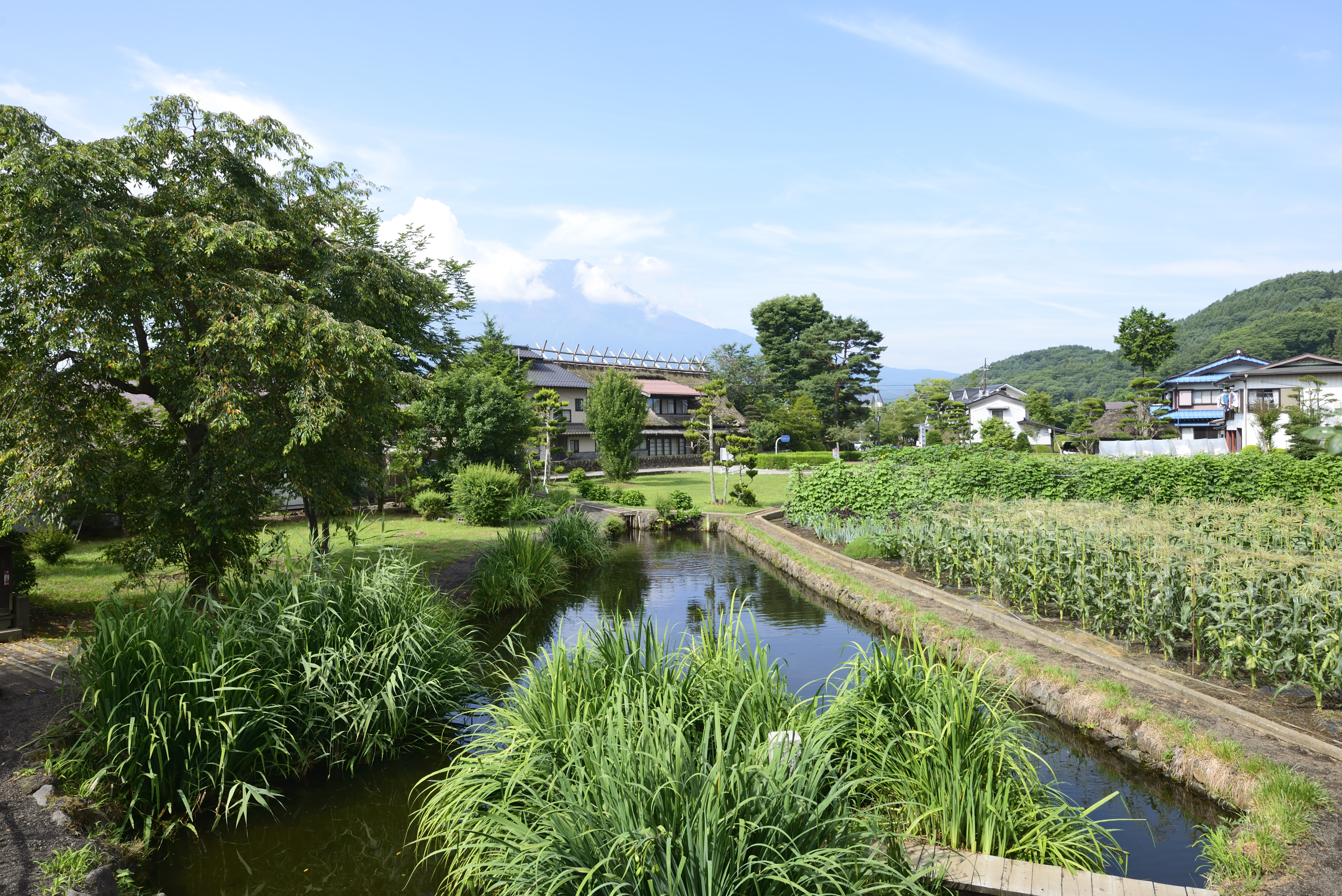 忍野八海　菖蒲池