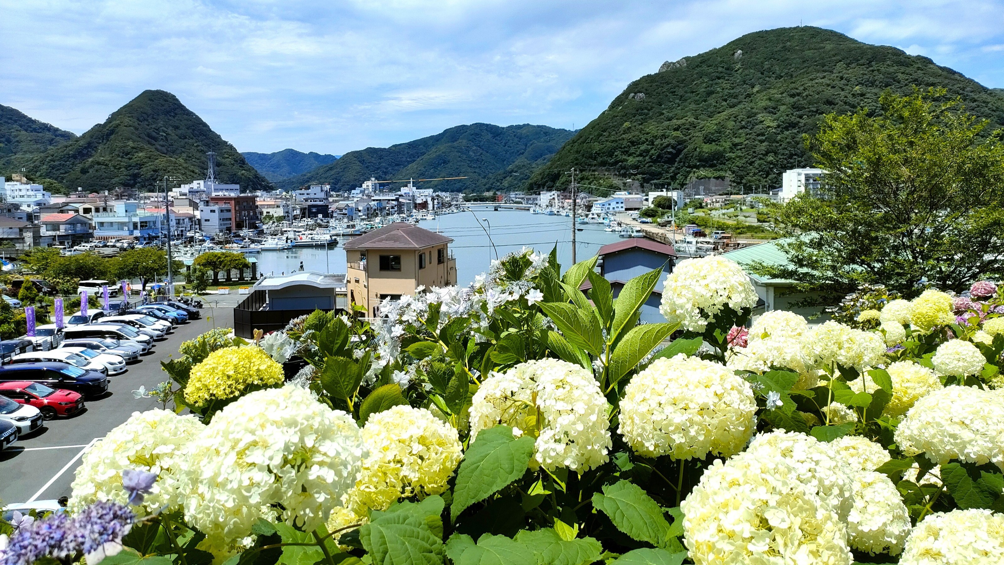 下田あじさい祭