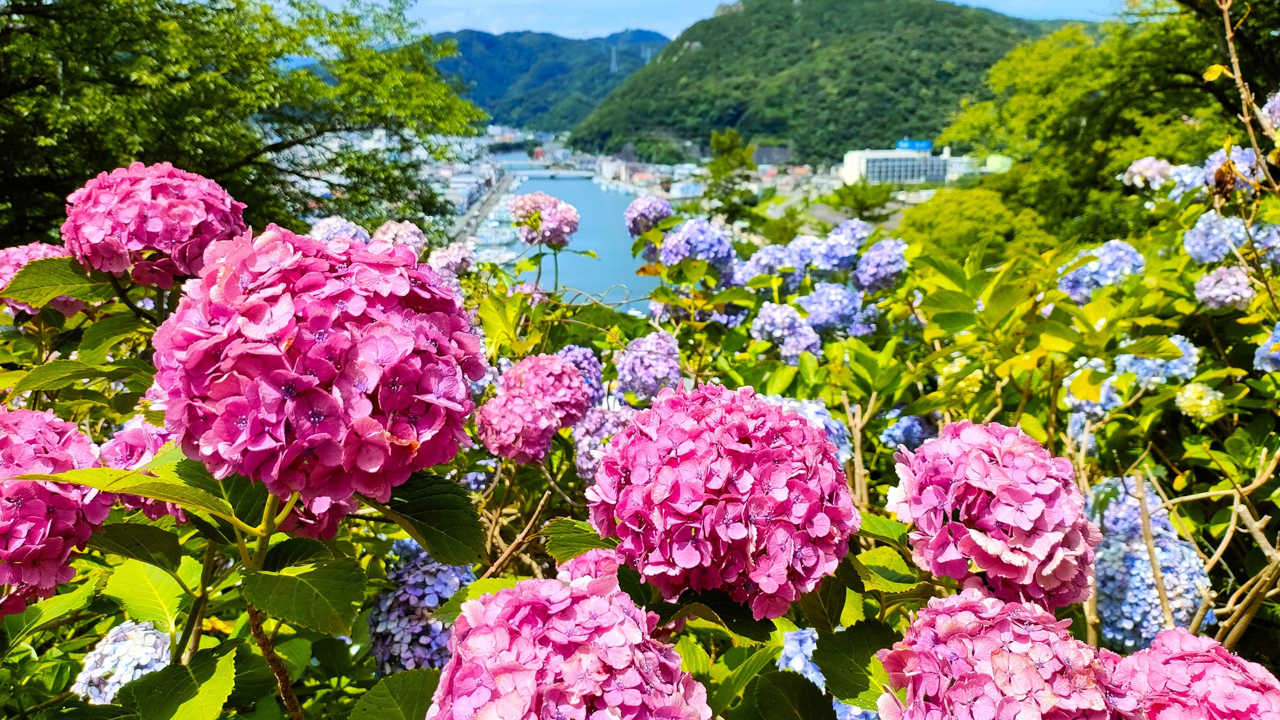 下田あじさい祭