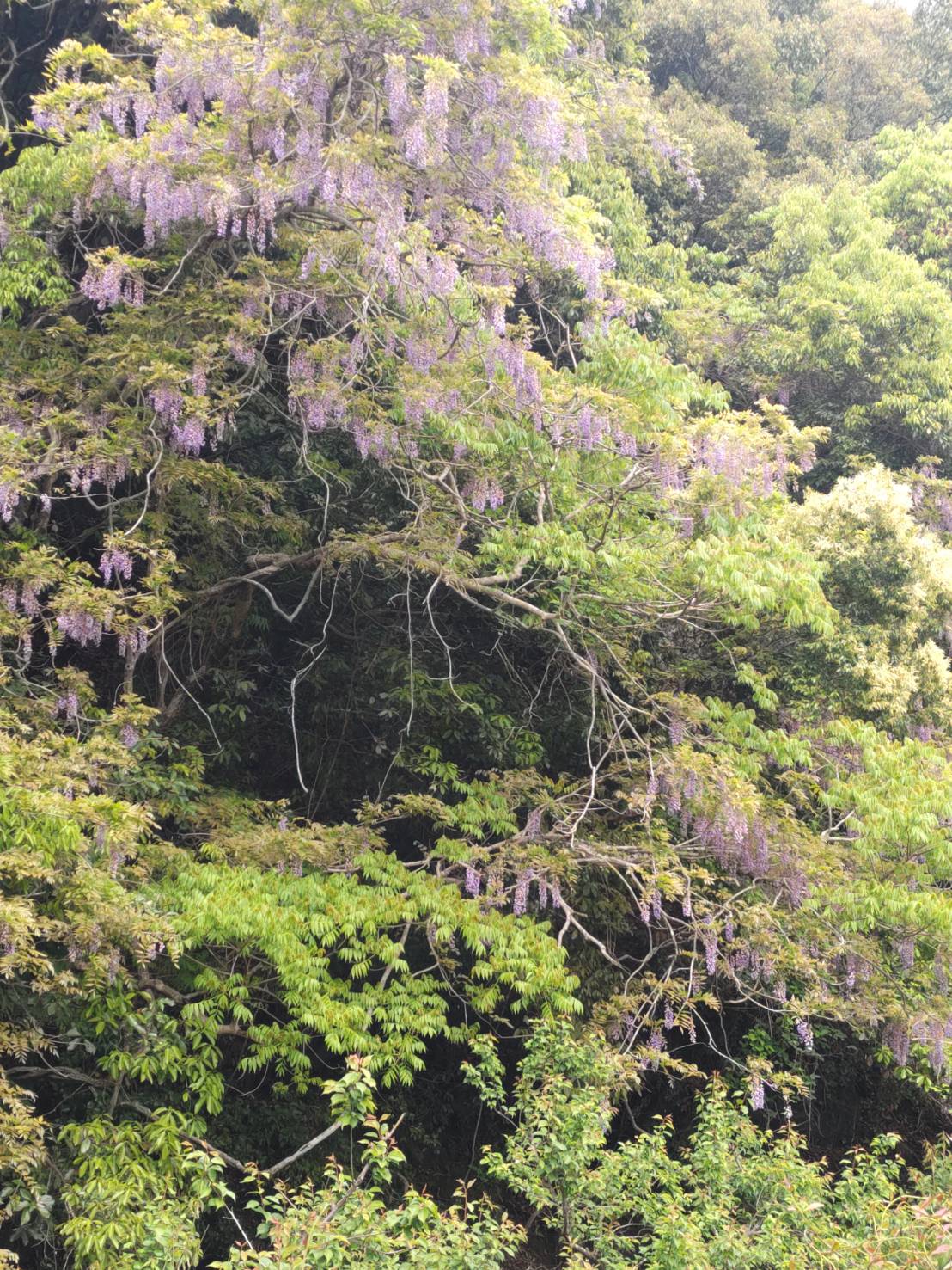 印南町樮川の藤の花