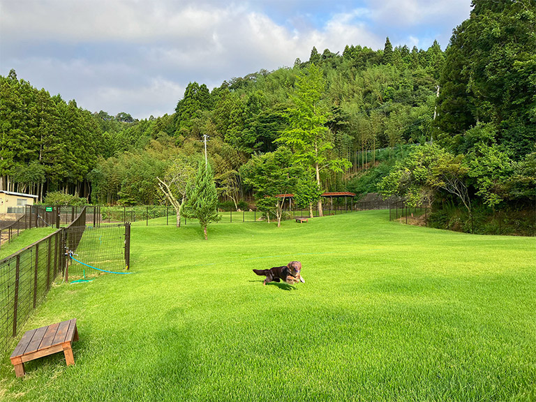 ドッグラン 大型犬中型犬