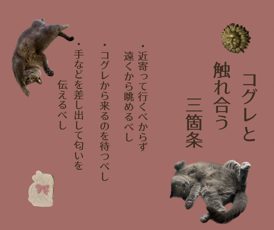 コグレと触れ合う三箇条