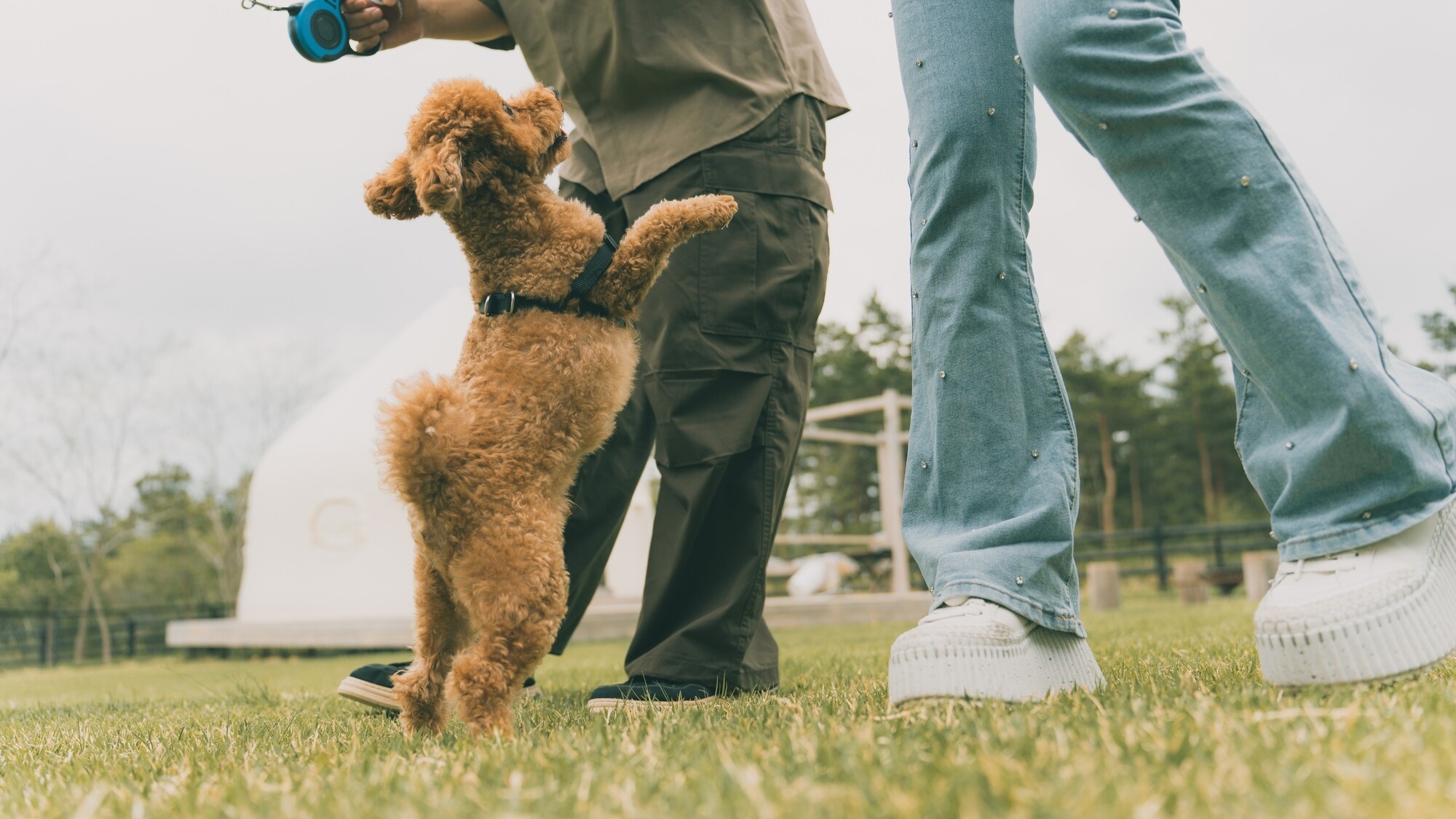 【秋旅★15％割引】コーヒーorワンちゃんおやつ特典付！ 紅葉に癒される愛犬×グランピング《2食付》