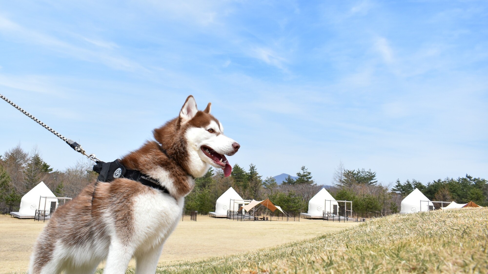 【秋旅★15％割引】コーヒーorワンちゃんおやつ特典付！ 紅葉に癒される愛犬×グランピング《2食付》
